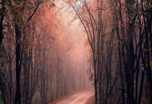 鲸鱼体育NBA：多夫比克上赛季至今共计打进40球，其中联赛35球10助攻.